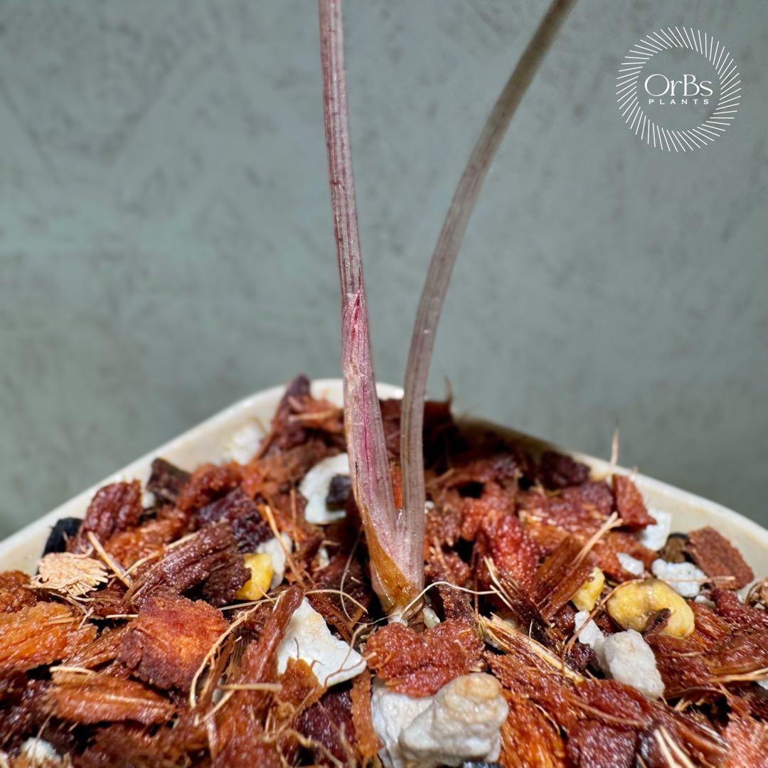 最終価格【芋から育成】アロカシア ノビリス ピンク斑入り 良斑 ※鉢の