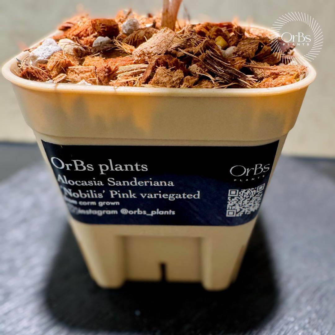 最終価格【芋から育成】アロカシア ノビリス ピンク斑入り 良斑 ※鉢の