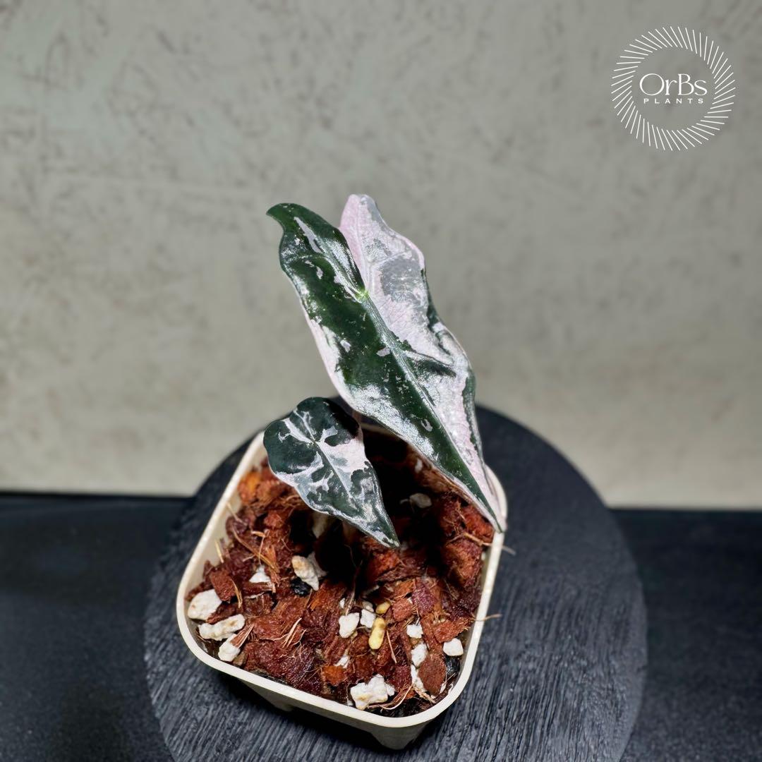 最終価格【芋から育成】アロカシア ノビリス ピンク斑入り 良斑 ※鉢の