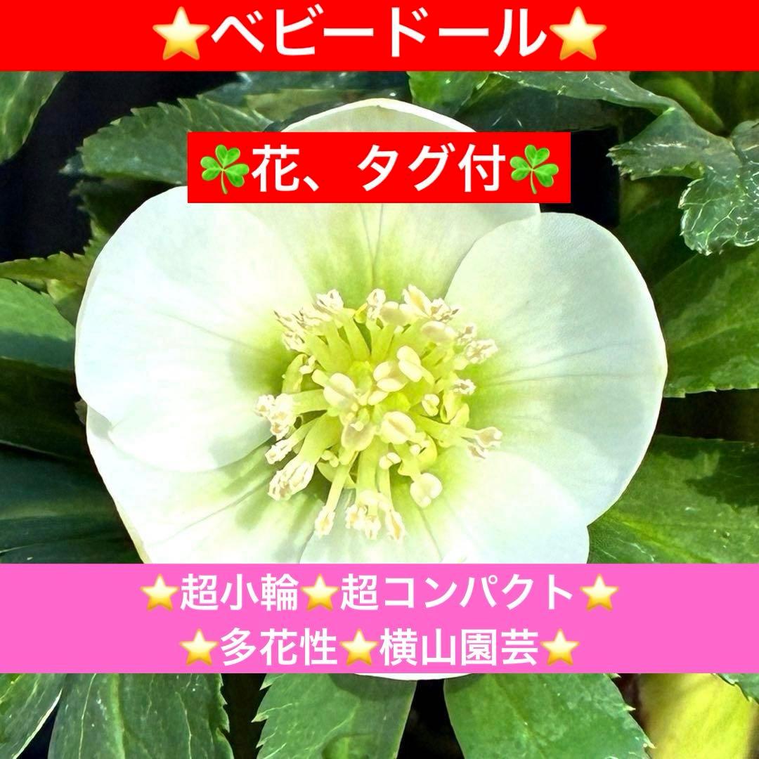 小*夏様 3448☘️花、タグ付☘️⭐️ベビードール⭐️超小輪⭐️超コンパクト⭐