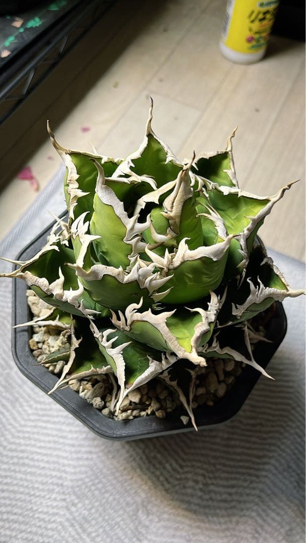 アガベ チタノタ 海王 親株 抜き苗 5号鉢　子株付き