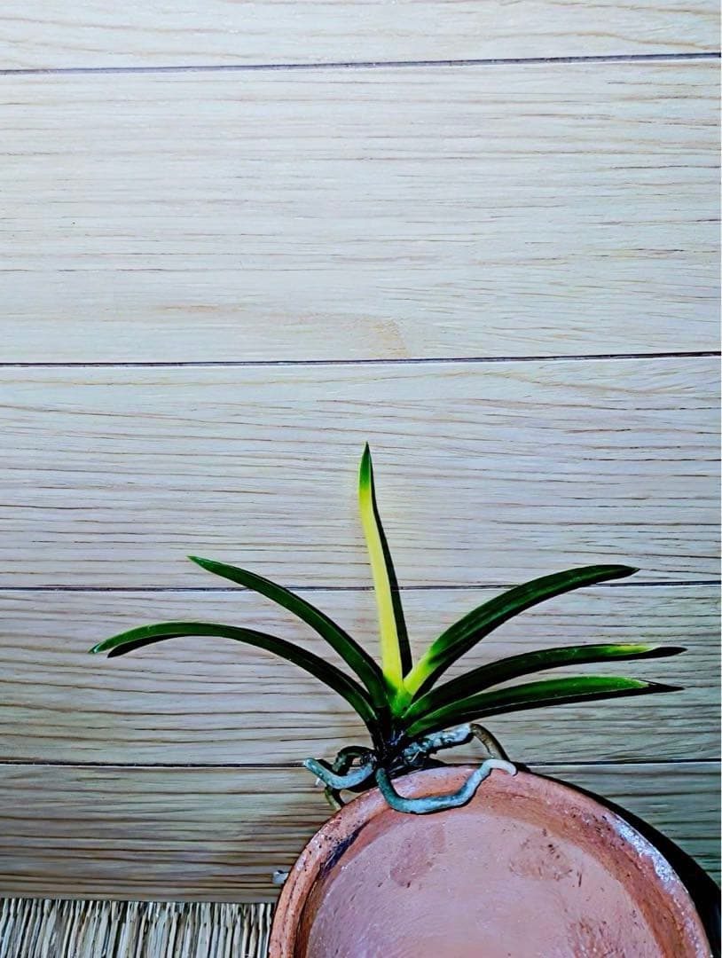 富貴蘭「金牡丹」（極光）