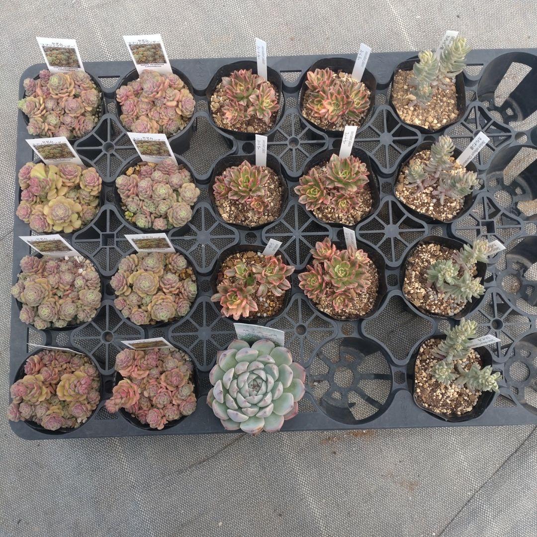 みつばちさん専用