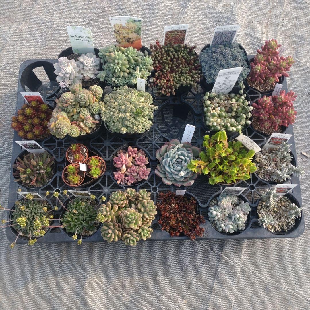 ぺぺ(✿ᴗ͈ˬᴗ͈)さん専用