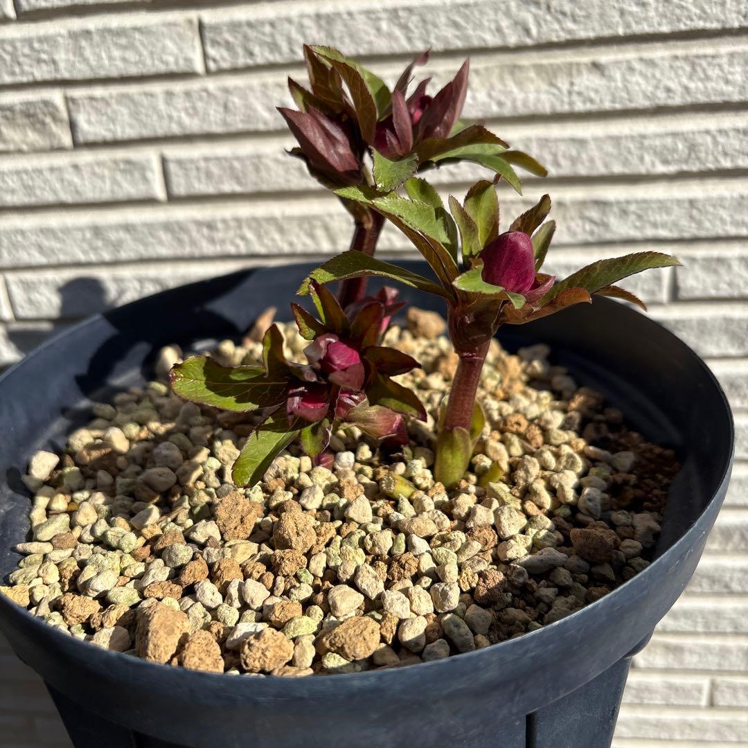 ま*い様 クリスマスローズ　蕾多数　ピンク