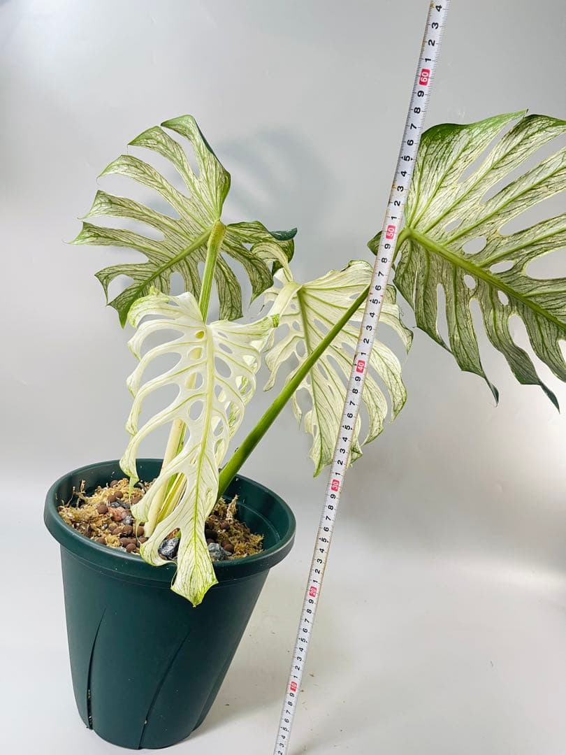 モンステラ デビルモンスター MONSTERA DEVIL MONSTER - メルカリ