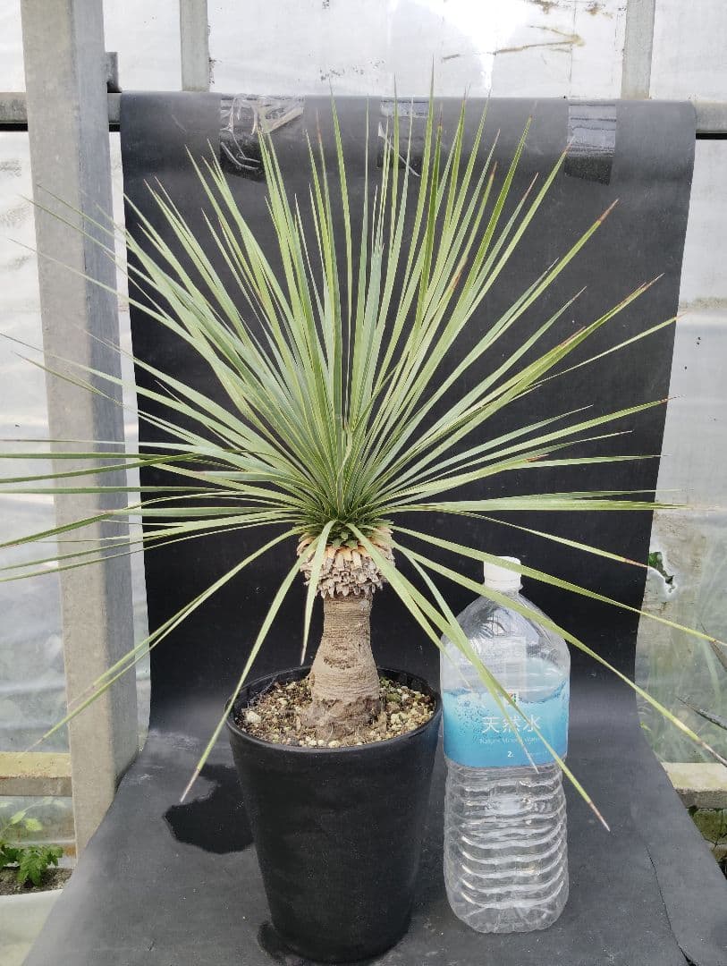 o*要様 ユッカ　ロストラータ