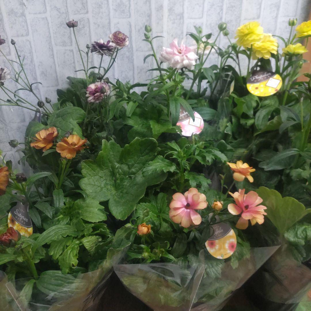 ラナンキュラスラックス⭐️6品種⭐️6鉢セット⭐️5号鉢 - メルカリ