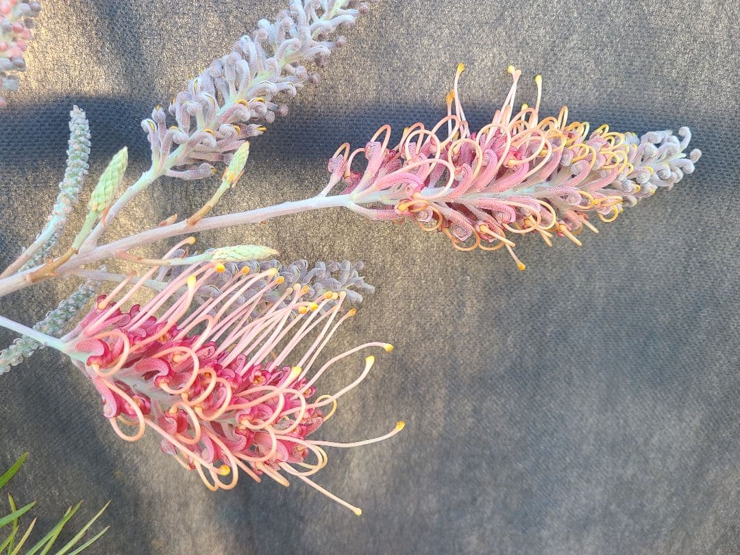 【花芽付き・大株】グレビレア ピンクサプライズ 7号鉢 高さ約200cm 希少