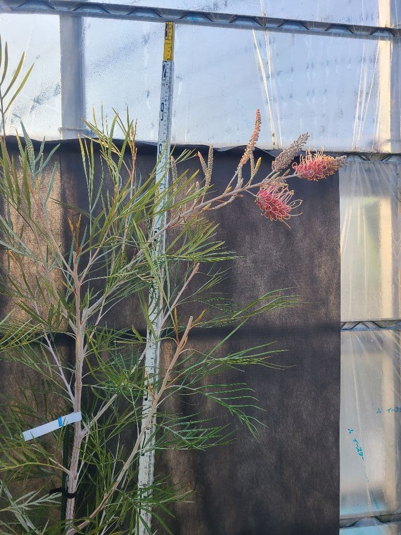 花芽付き・大株】グレビレア ピンクサプライズ 7号鉢 高さ約200cm 希少