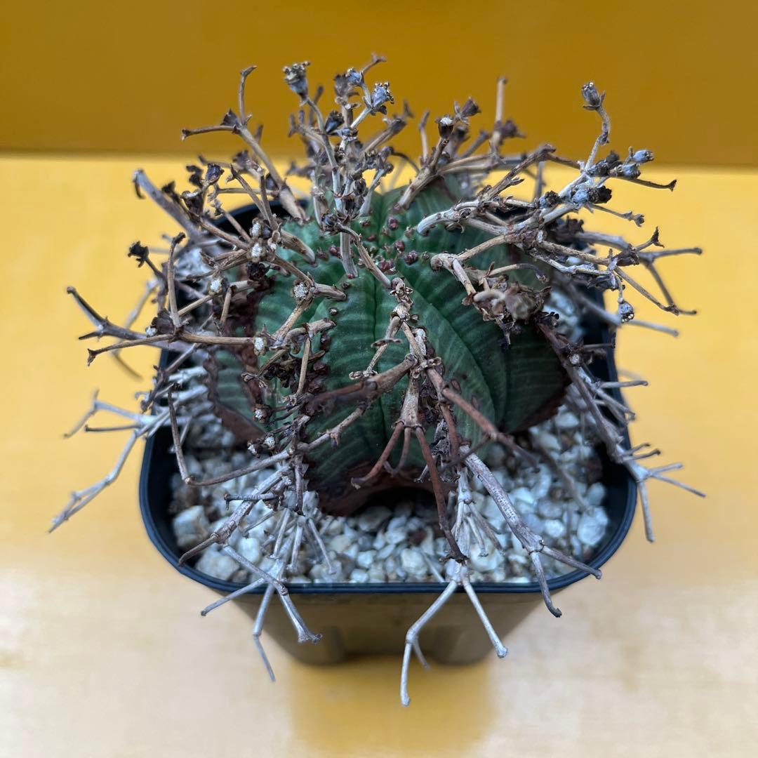 バリダ　ユーフォルビア　オベサ　ホリダ　2個セット