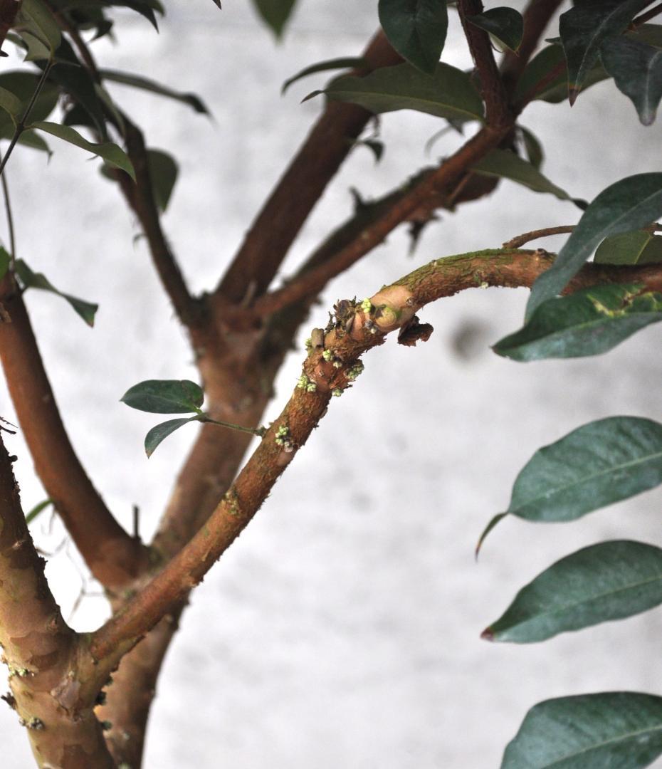 花芽付き ジャボチカバ 10号 160cm 大葉 四季生り - メルカリ