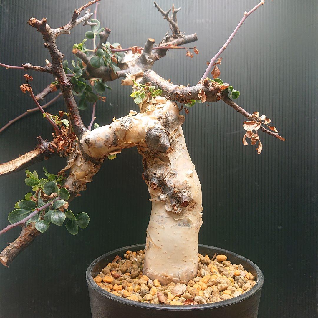 ②コミフォラ カタフ ピュア 塊根植物 現地株 パキプス