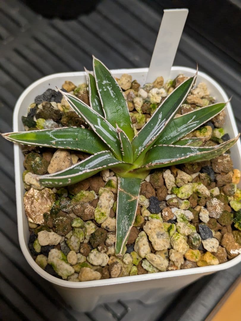 アガベ】【特濃ペンキ】【特選親株からの直子】姫笹の雪 子株 - メルカリ