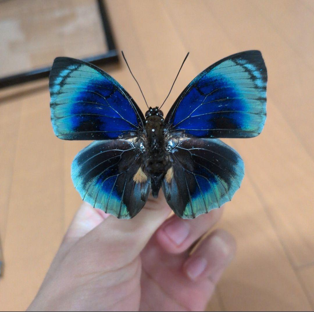 蝶標本 昆虫標本 外国産蝶標本 ラウカメイ ベアタミイロタテハ