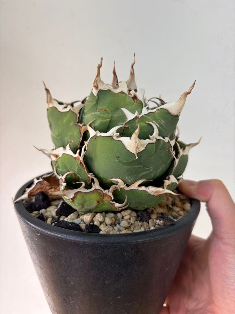 アガベ　大株セット【格安】