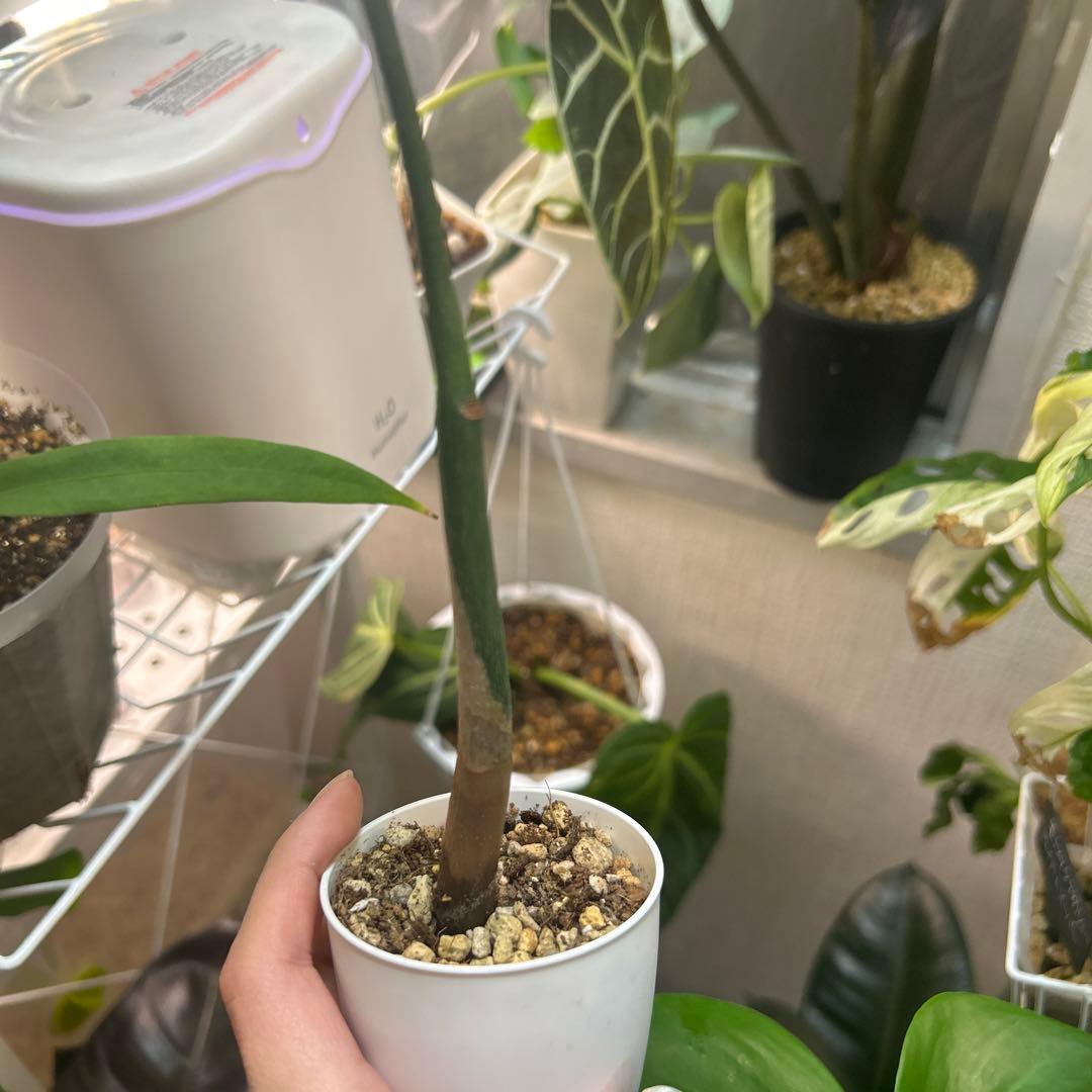 大人気✴︎パキラ ミルキーウェイ✴︎鉢込み、速達込 - メルカリ