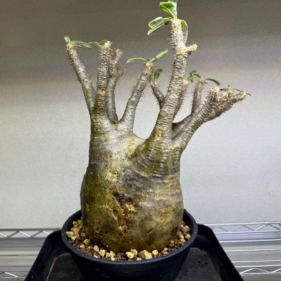 パキポディウム グラキリス 現地球 発根管理中