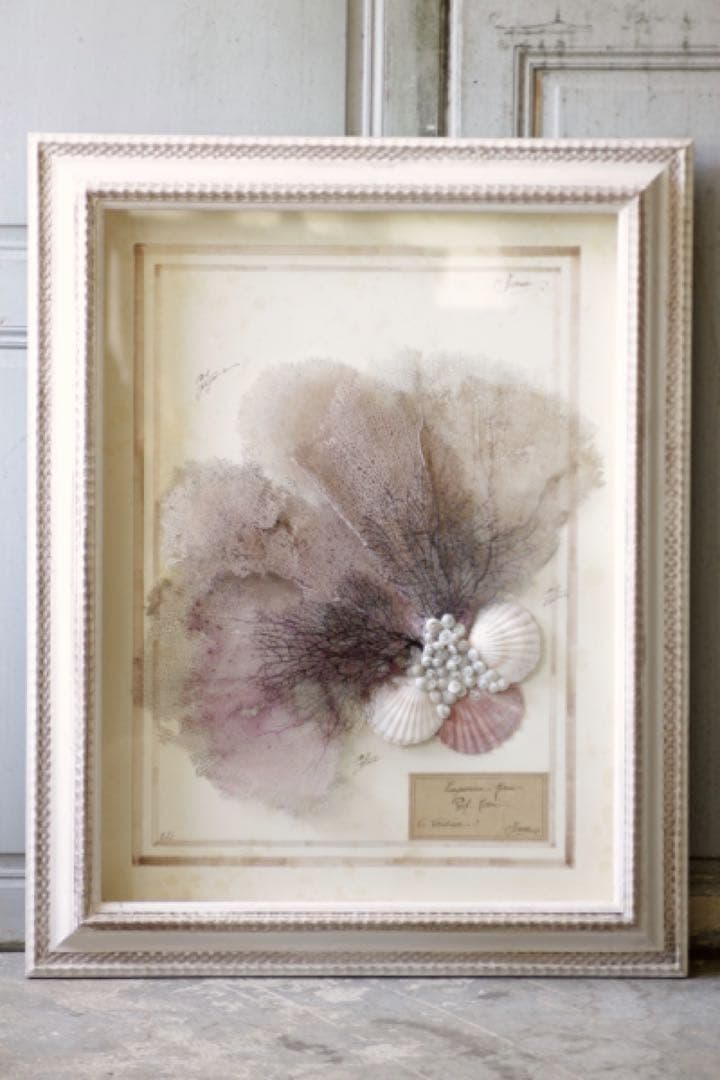 アンティーク標本　貝　珊瑚 海藻　アートフレーム　イタリアフィレンツェ
