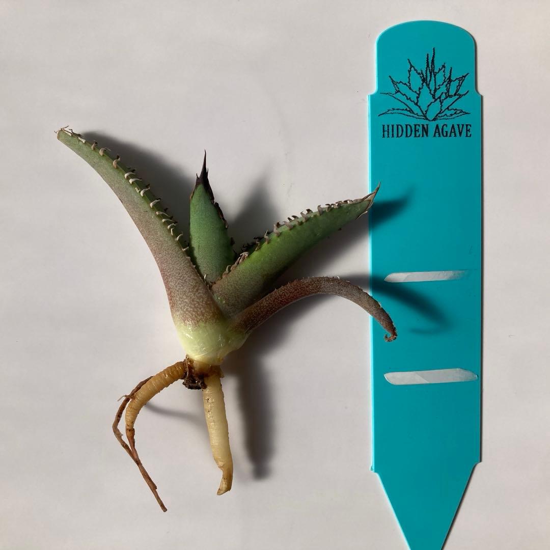 Hidden Agave アガベ ホワイトファング ジェレミーUS株 - メルカリ