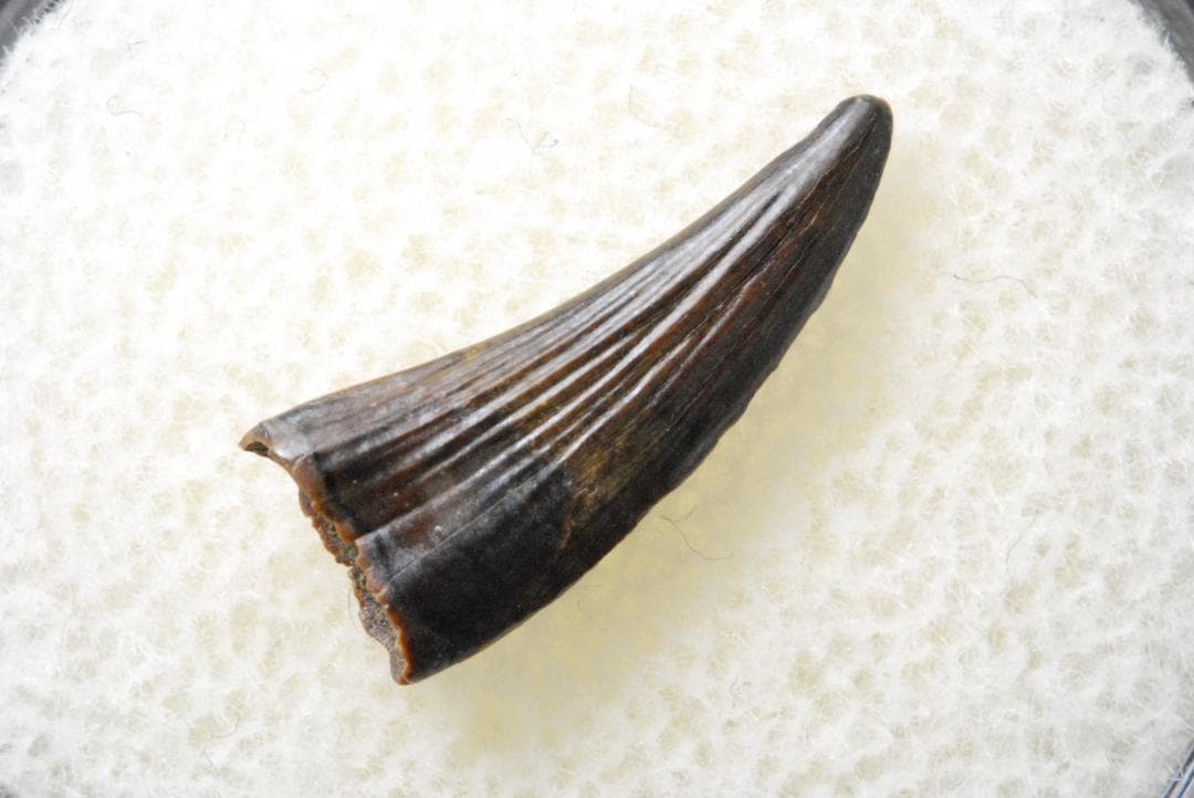 パロニコドンの歯 [DS400] 恐竜の化石 希少 レア