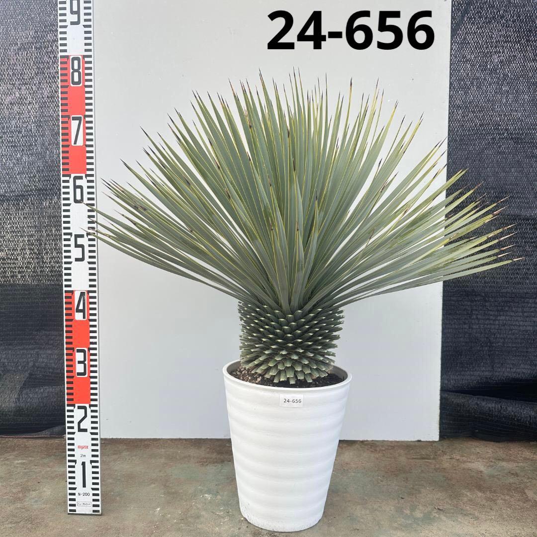 ユッカ　ロストラータ【24-656】超超美形　シルバーブルー