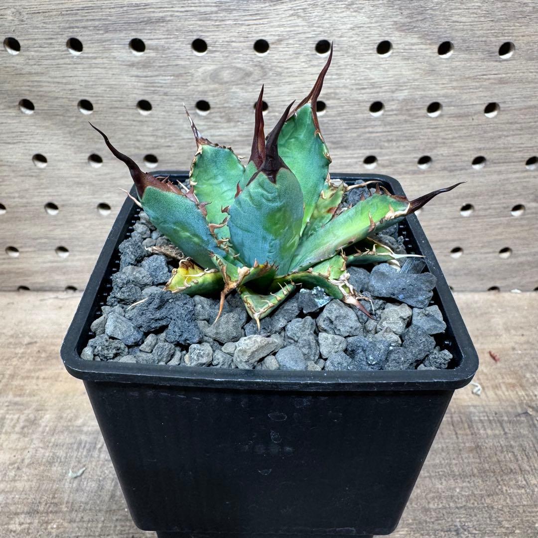 アガベ ハイブリッド bb エボリスピナ - メルカリ