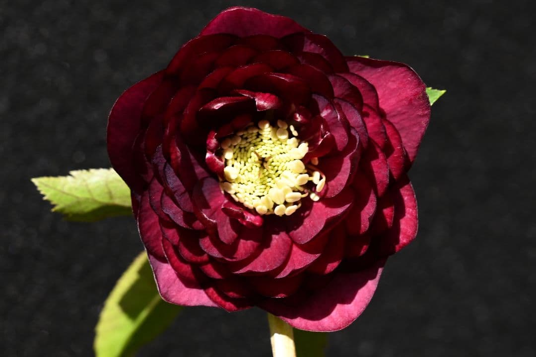 クリスマスローズ　認定シャガール　加藤農園 クリスマスローズ開花株150の グロッシー☆シャガールのグロスの様子