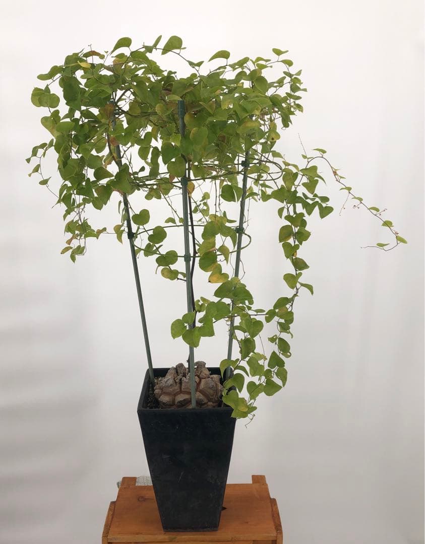 アフリカ亀甲竜　5号角鉢