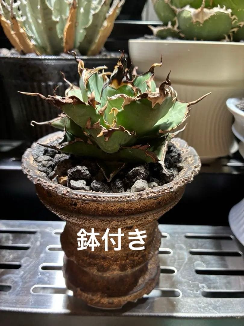 アガベ チタノタ　極上ハデス　うねうね　陽炎　コレクション株　写真現物鉢付き
