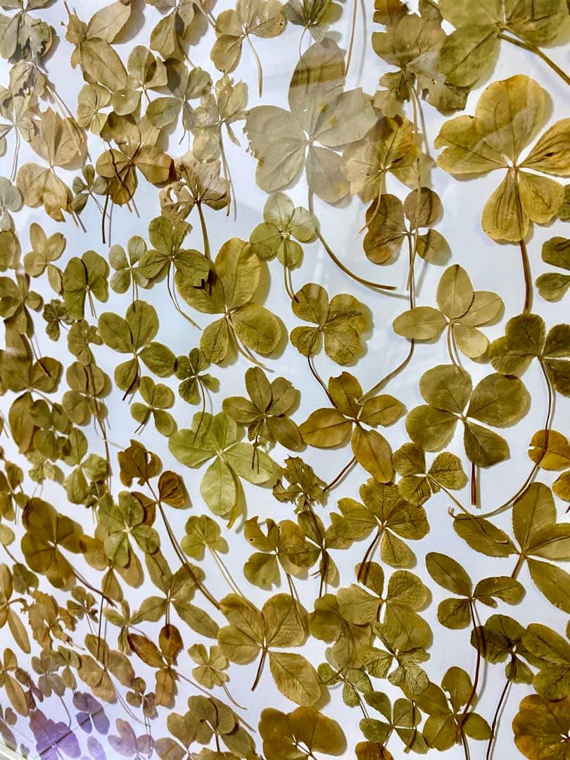 天然本物の 四つ葉のクローバーレリーフアート 幸運 幸せ ウィッシュコア 村上隆 11月24日(金)12時より特設サイトにて、 村上隆新作ゲーム「FLOWER GO