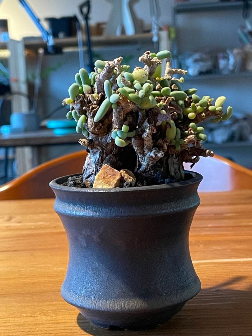 抜き苗発送【現地球／発根済】小さな巨人/粒葉ケラリア ピグマエア