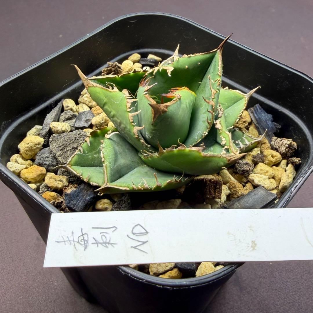 101326 毒刺ND 白犀牛 Yahoo!オークション -「毒刺」の落札相場・落札価格