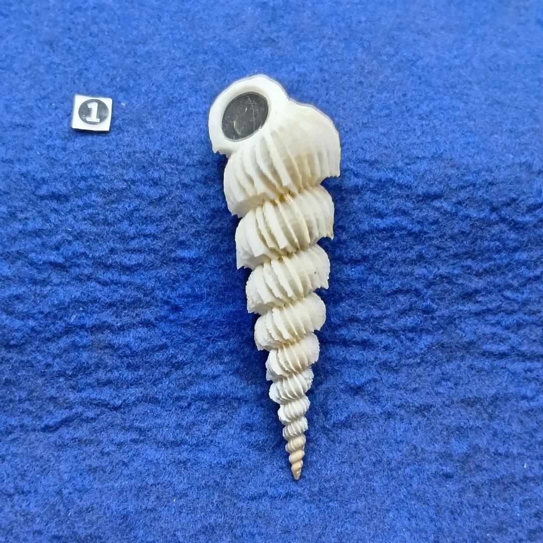 ①-1貝標本ヤエバイトカケ（蓋付：胴太型）