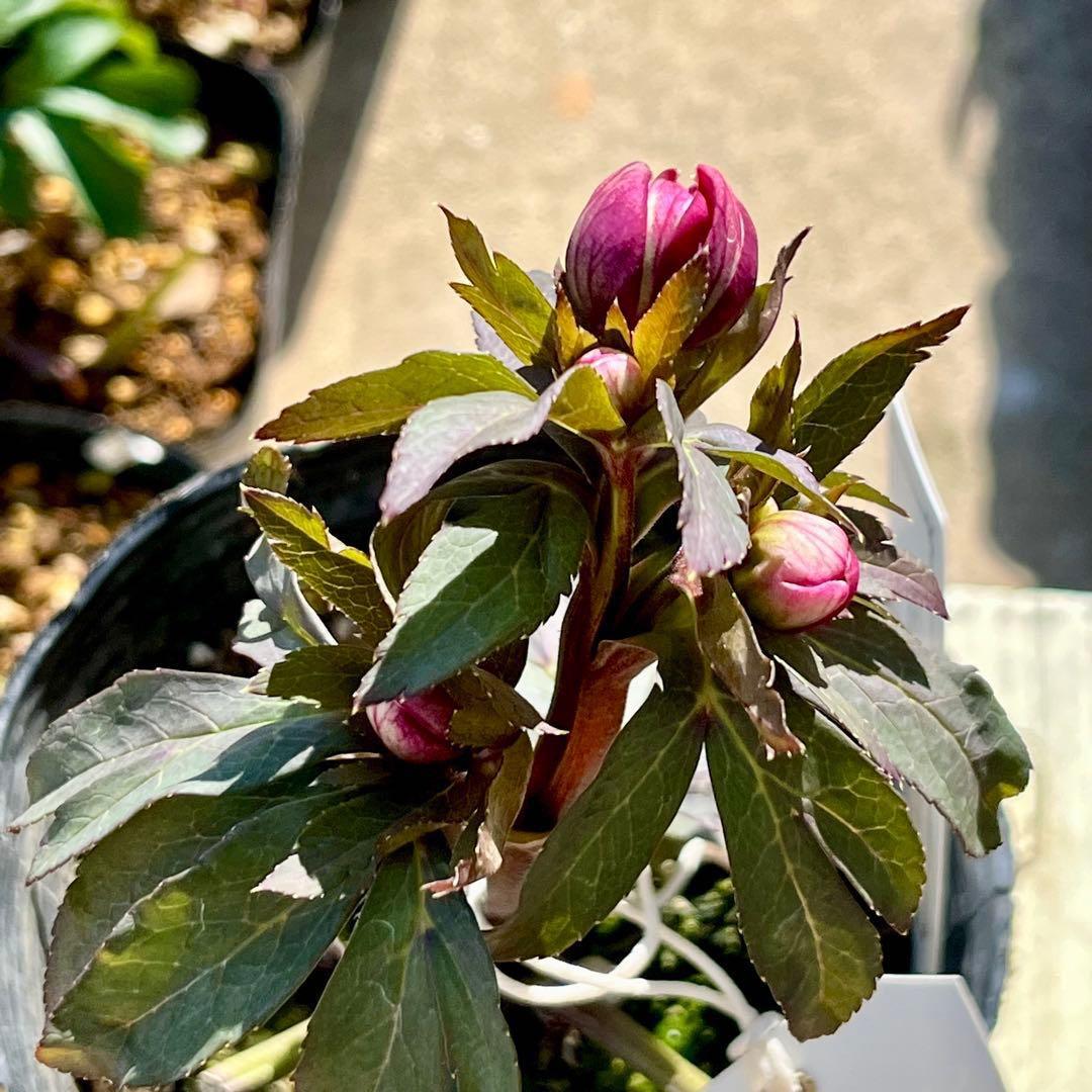 ち*ん様 ☘️ラスト2☘️タグ付き☘️新葉ワサワサ3279⭐️NEW⭐️Choc