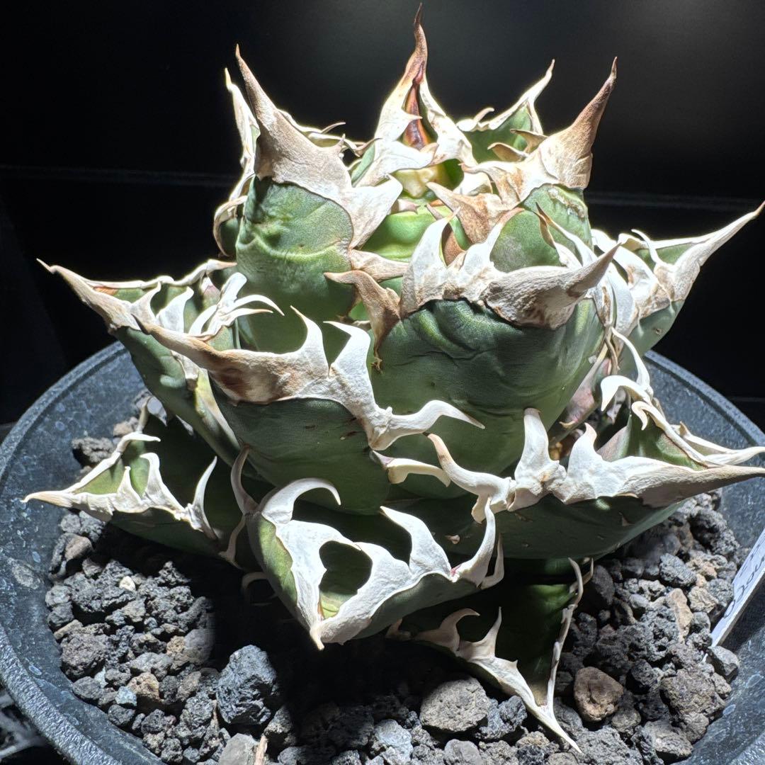 アガベ チタノタ レッドキャットウィーズル 白鯨 黒鯨 金剛 白幽霊