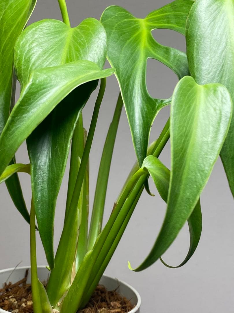 棚整理セール‼️】モンステラ バールマルクス 希少 レア 人気