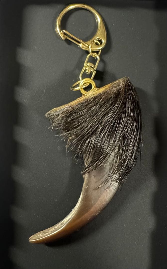 羆 熊の爪 超big 8、4cm