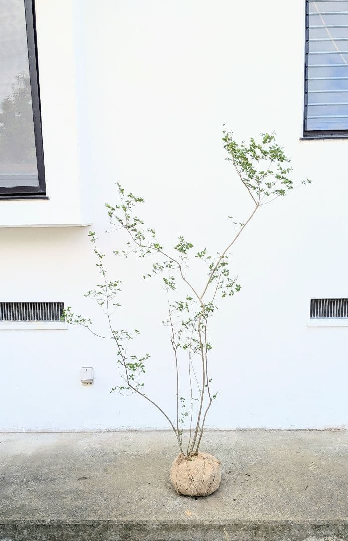 絶品。山採りドウダンツツジ。