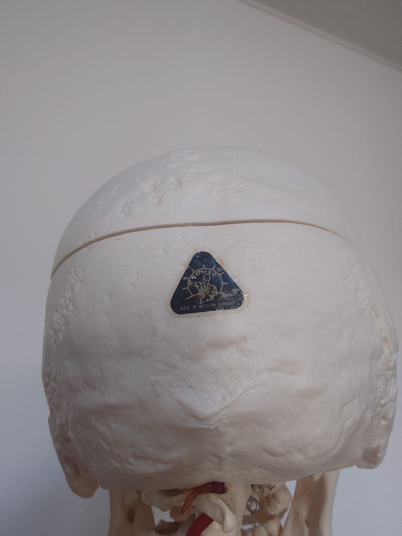 処分価格!!ソムソ社全身模型可動式170cm人体模型ドイツ移動式キャスター