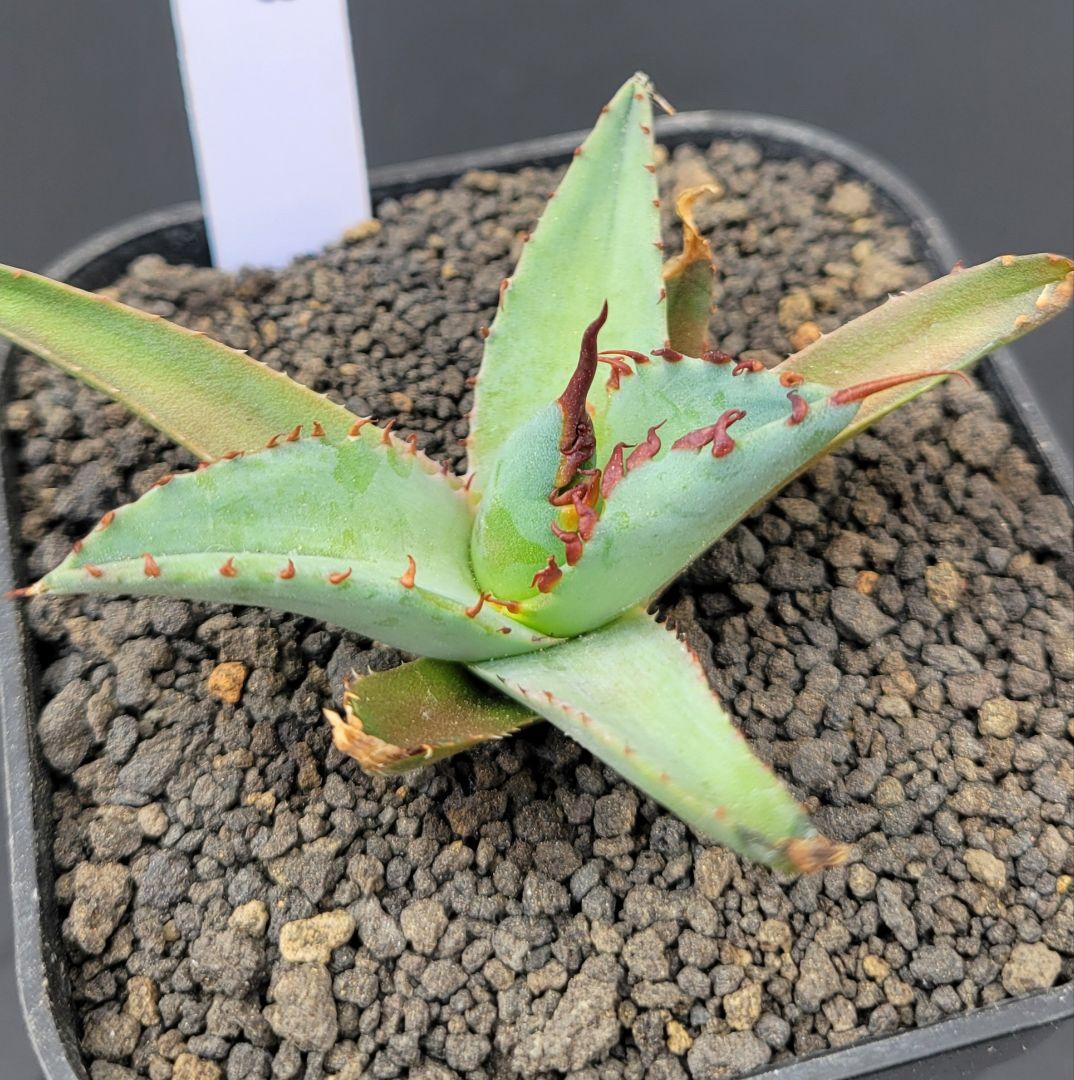 アガベ　エボリスピナ×BB（ブラック＆ブルー）ハイブリッド