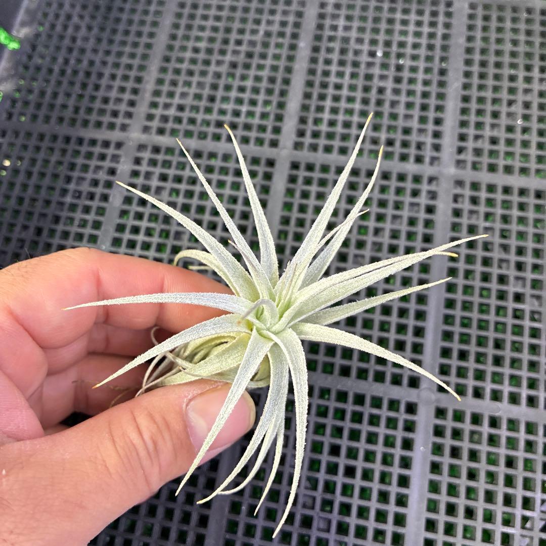 Tillandsia gardneri var. rupicola ティランジア
