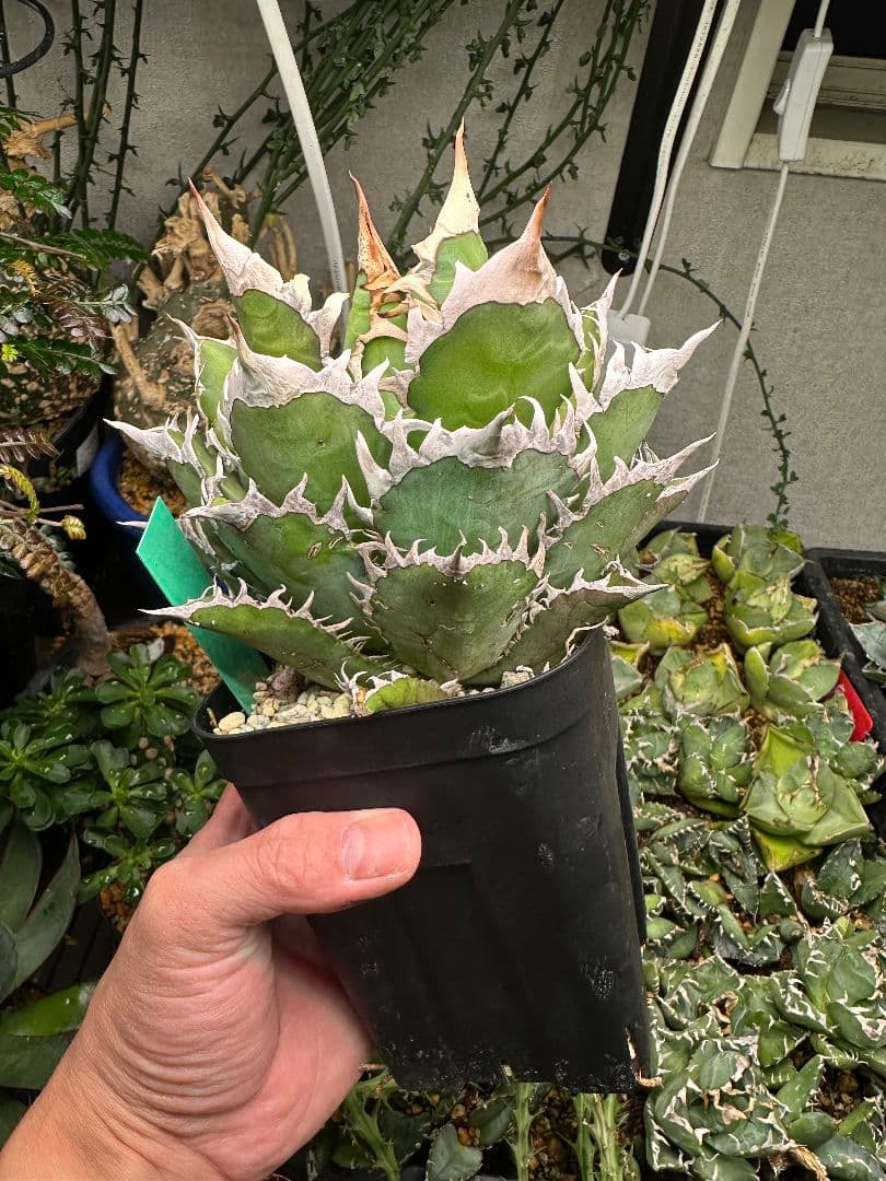 金剛子株　大株　白鯨ボールタイプ　ゴリ猫 スペシャルセット！！　メルカリ便 2026年最新】アガベ 白鯨 大株の人気アイテム - メルカリ