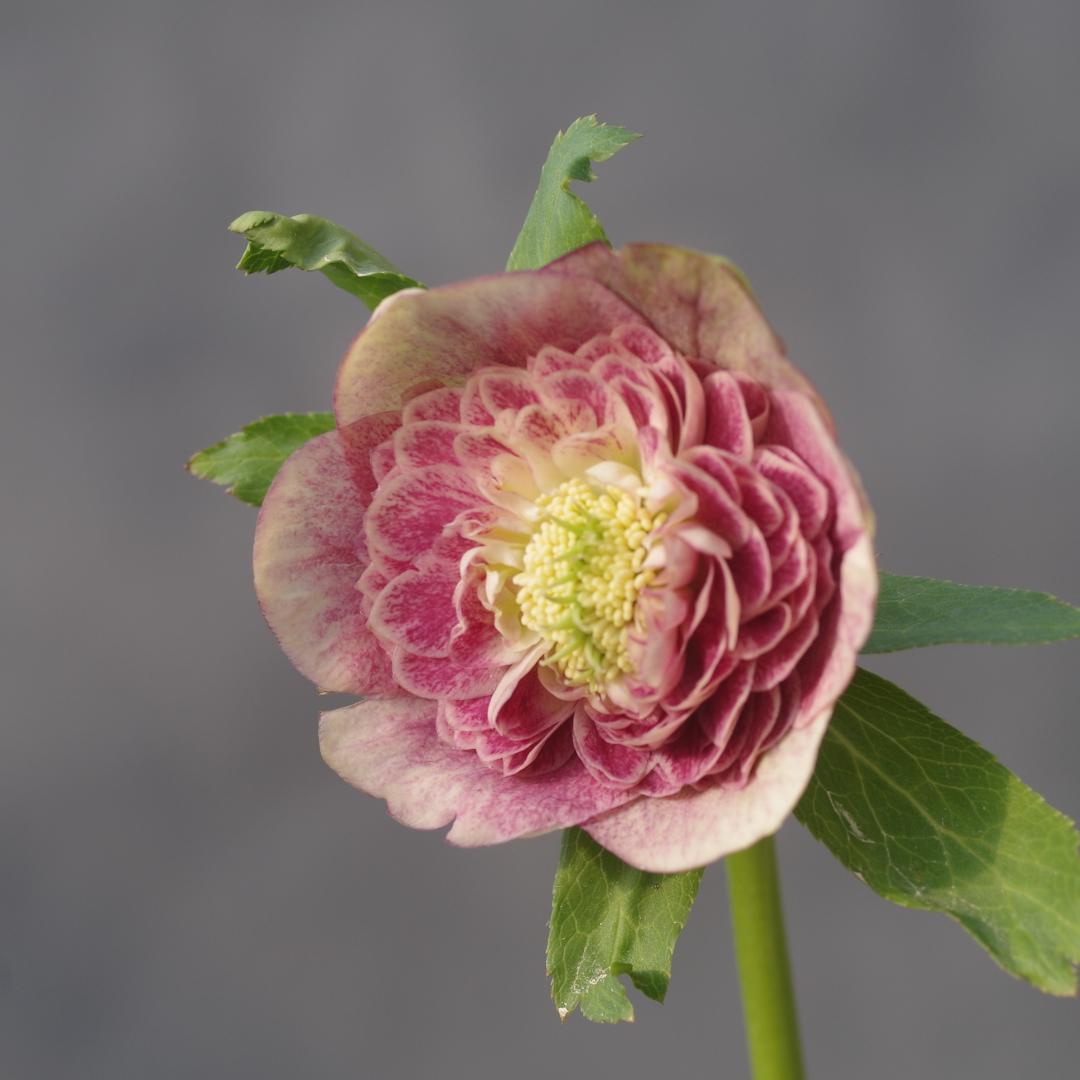 7609 認定！アンティークアフロディーテ 美花 クリスマスローズ開花