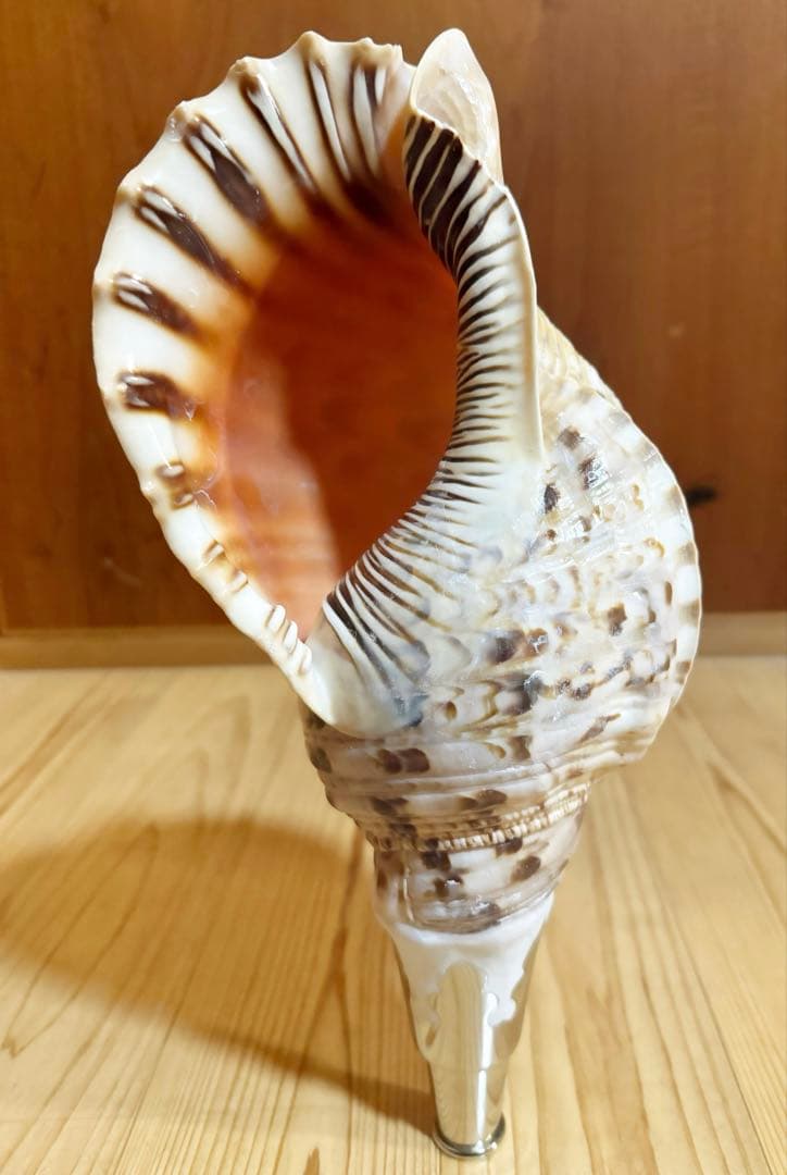 修験道法螺貝35㎝　山伏　密教　魔除け　熊よけ❣️ホラガイ　ほら貝 修験道法螺貝36㎝ 山伏 密教 魔除け 熊よけ❣️ホラガイ ほら貝 - メルカリ