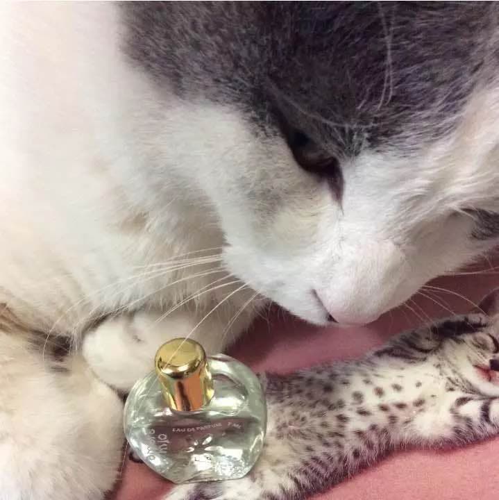 【お取り置き品】アモーレ ミオ 7ml