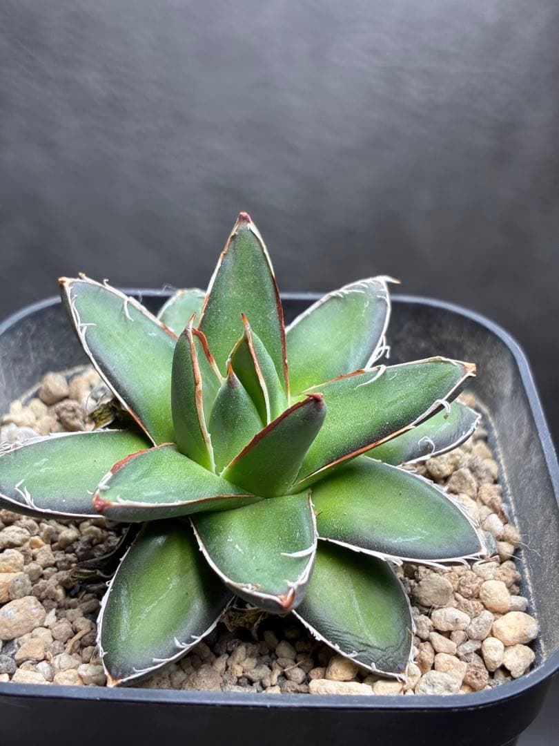 アガベ ピンキー 王妃笹の雪B型 極白 超希有 極上美品 - メルカリ