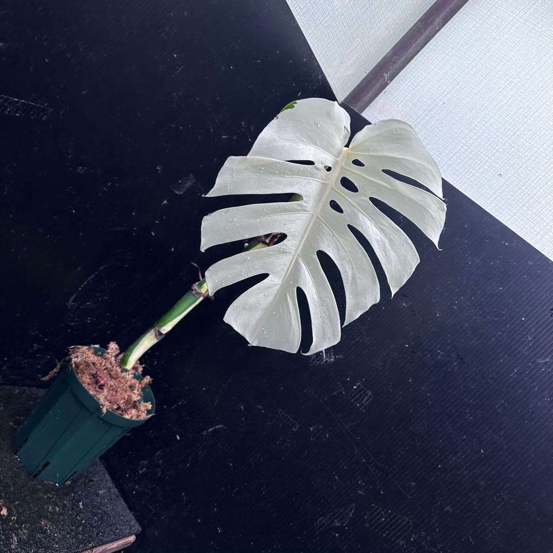 リ*ー様 斑入りモンステラ極上ホワイトタイガーフルムーン4号鉢植え発