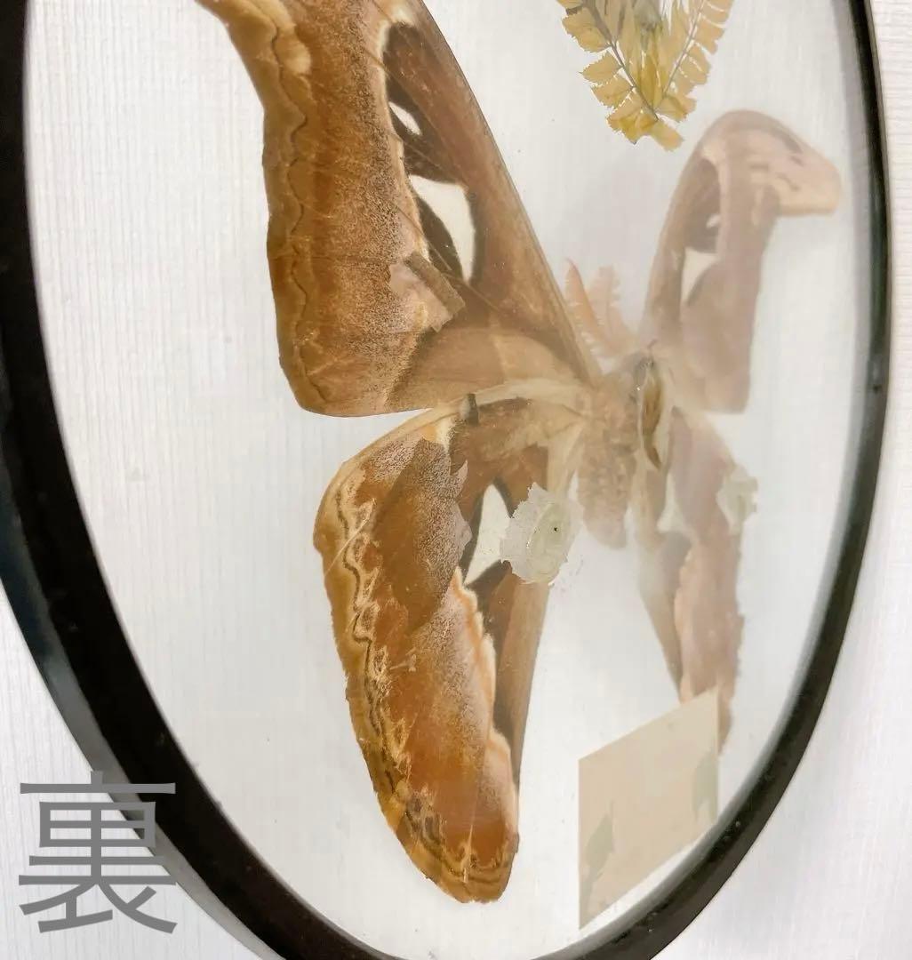 ヨナグニサン 標本 蛾 与那国 昆虫標本 - メルカリ