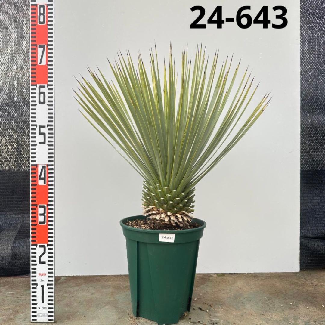 ユッカ　ロストラータ【24-643】超美形　シルバーブルー